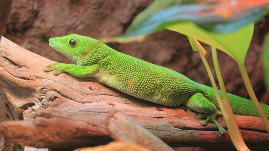 緑色のトカゲの写真