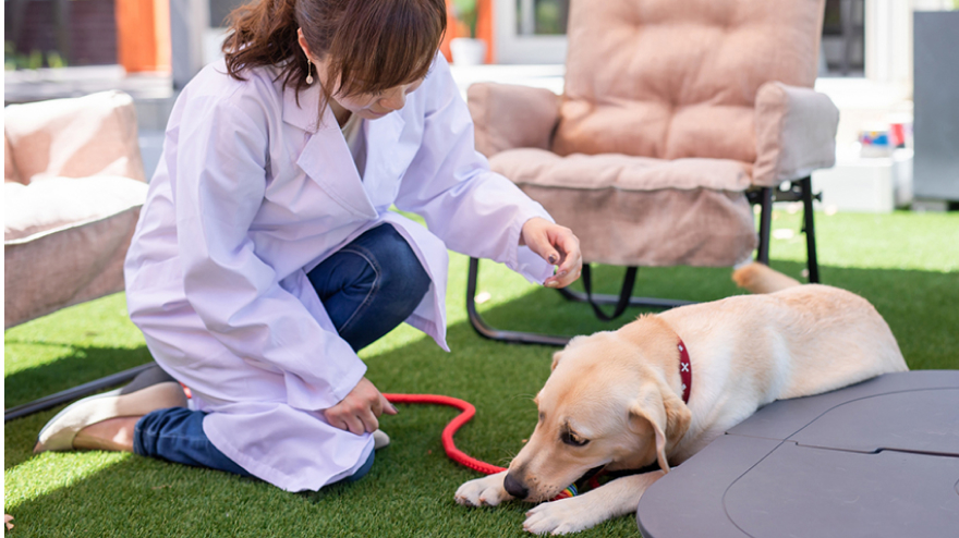 寝ている犬に寄り添う女性医師の写真